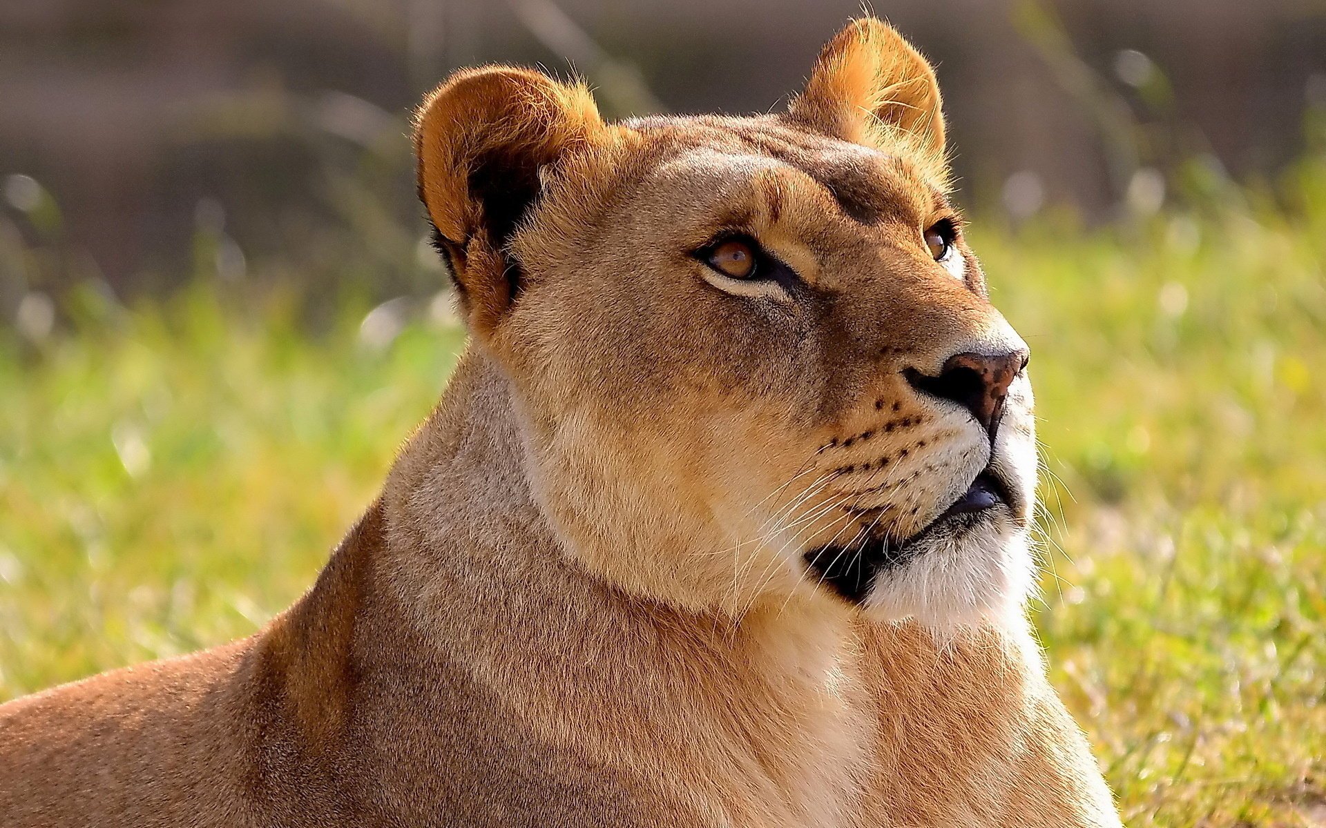 lion lion lioness muzzle looking up panthera leo