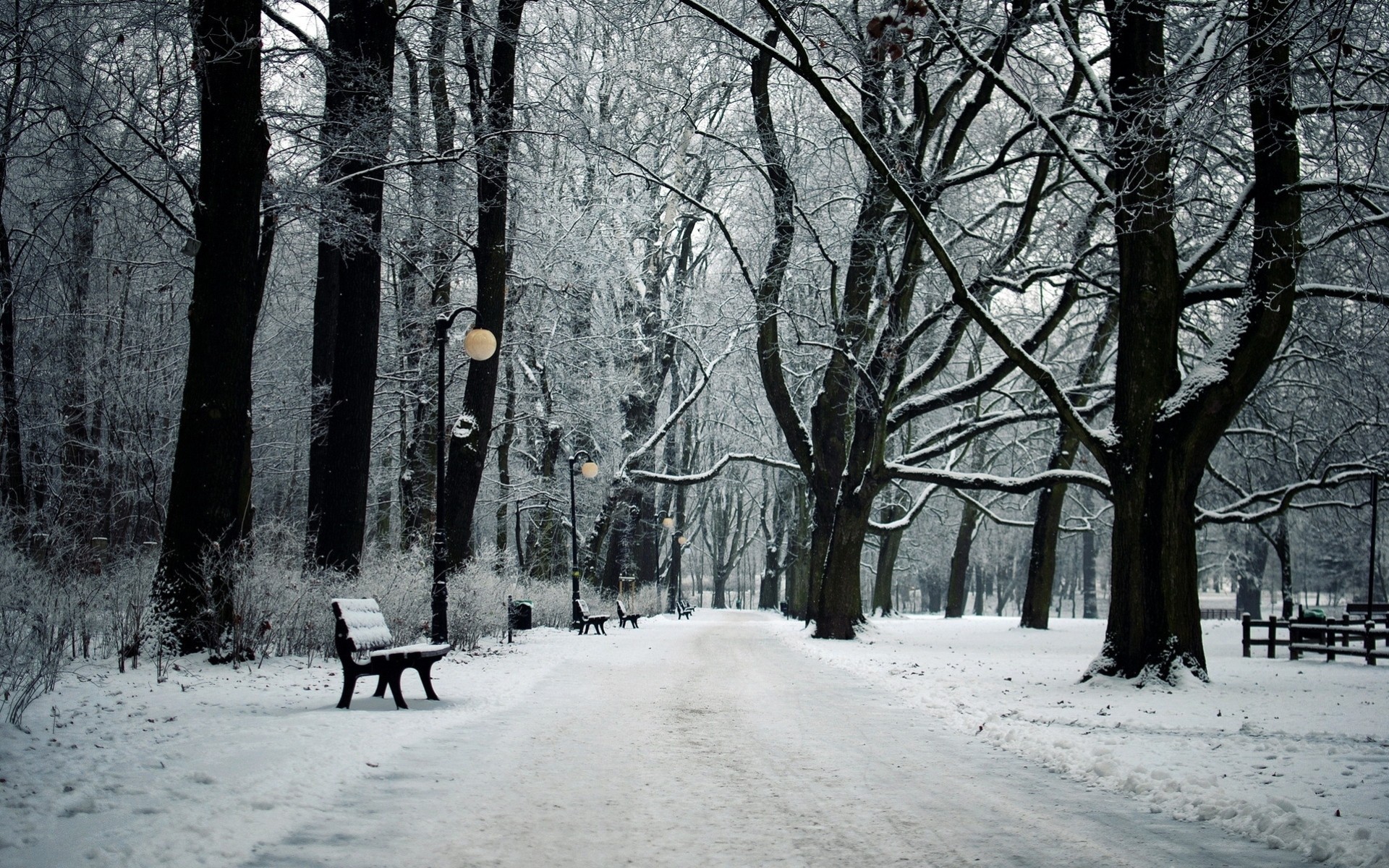 neve alberi città luci parco paesaggio vicolo inverno