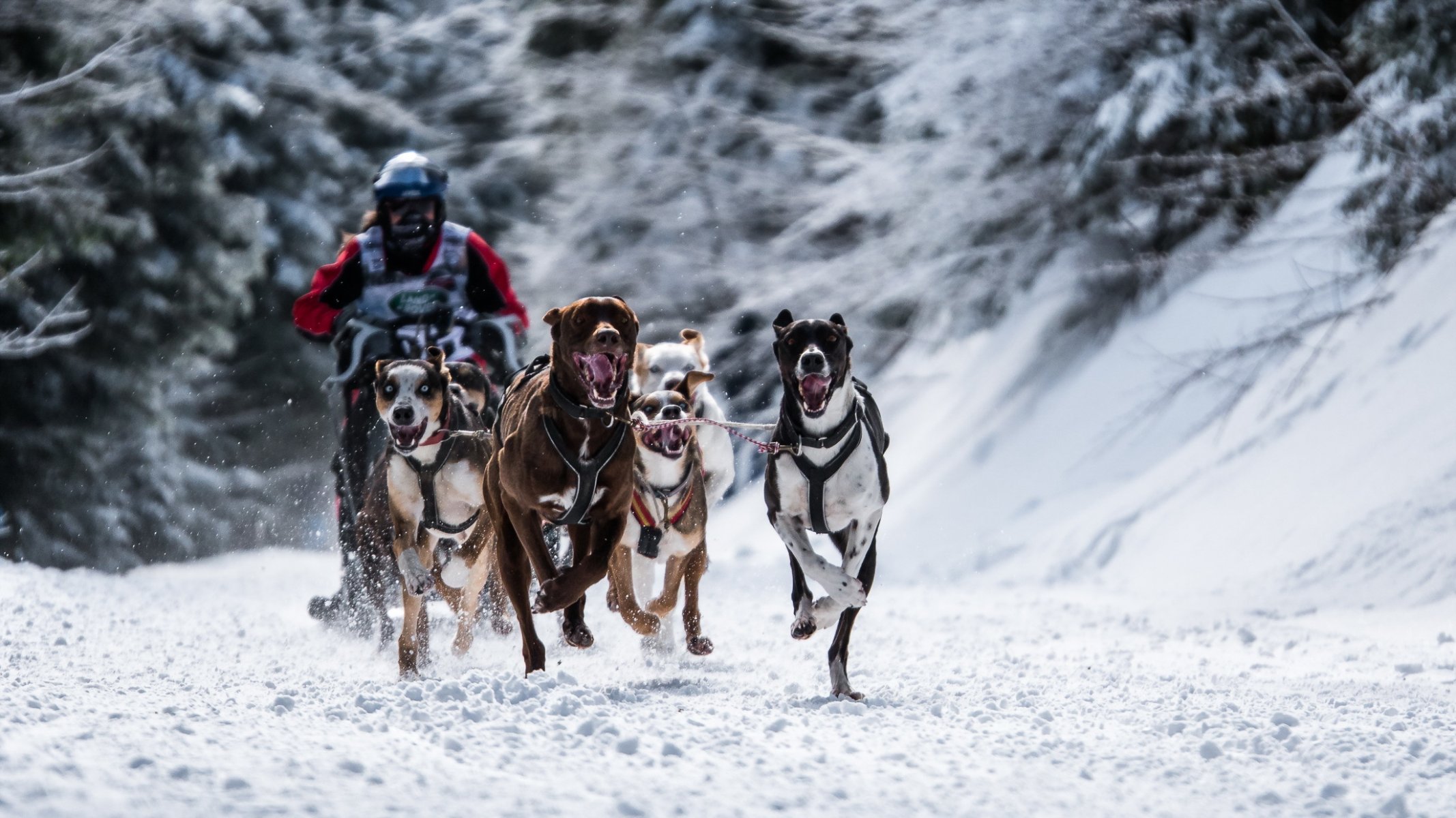 hunde rennen sport