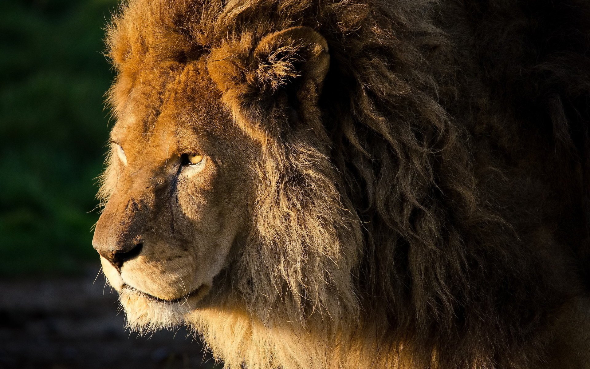 löwe löwe panthera leo locken mähne blick schnauze