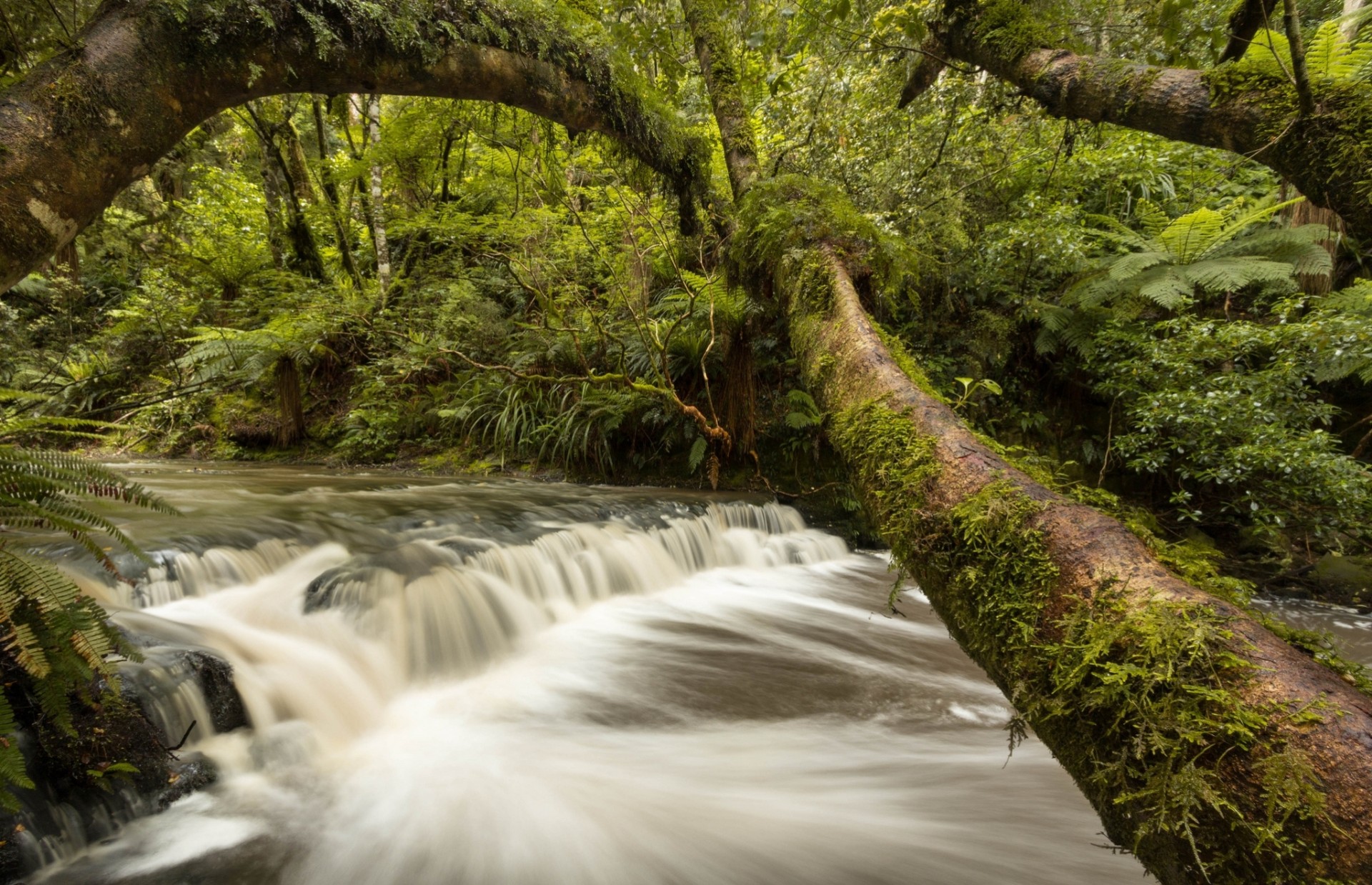 river tree forest new zealand cascade