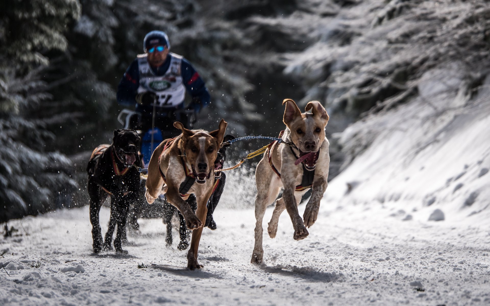 chiens course sport