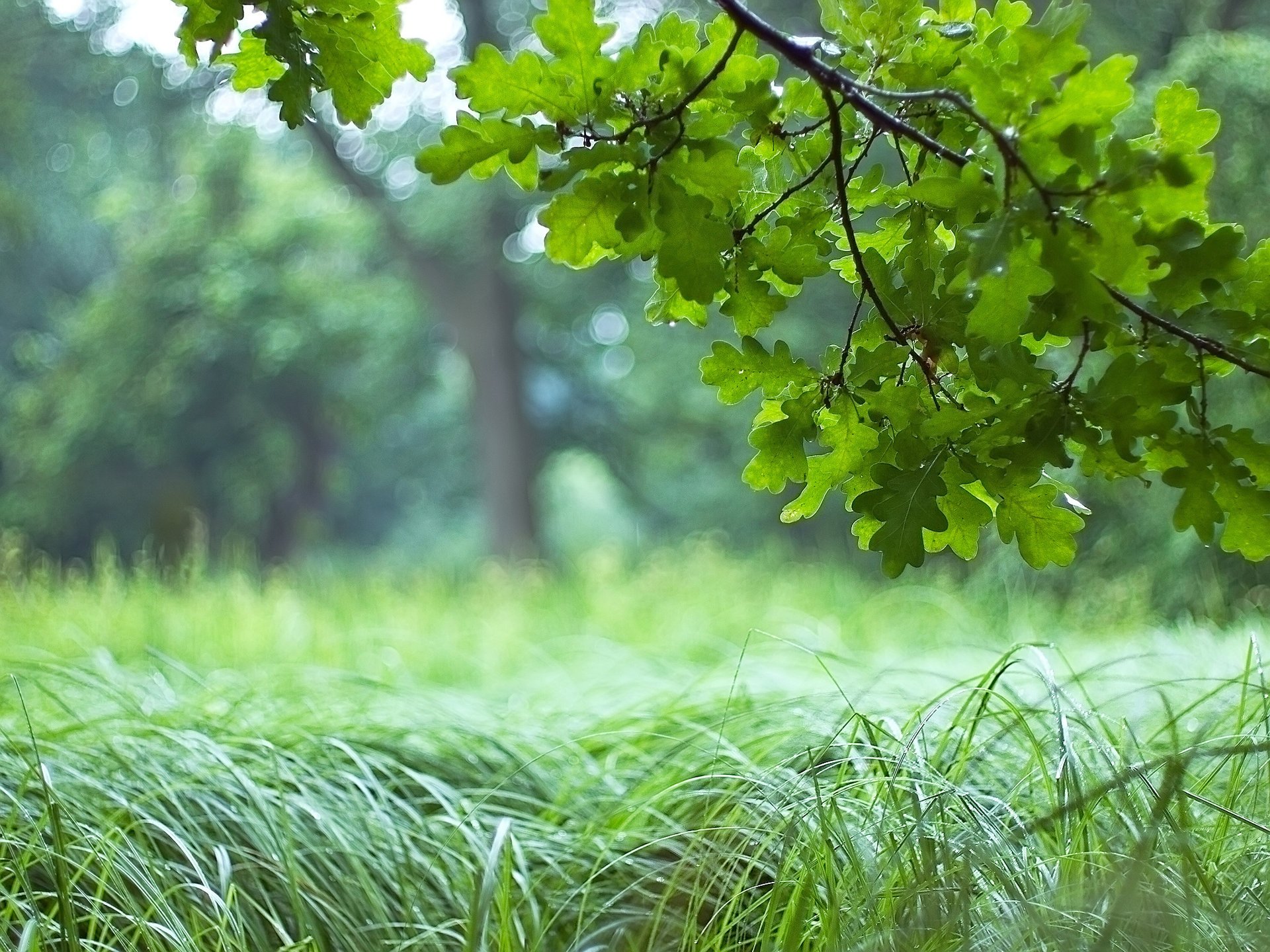 baum wald blätter eiche zweig grün gras