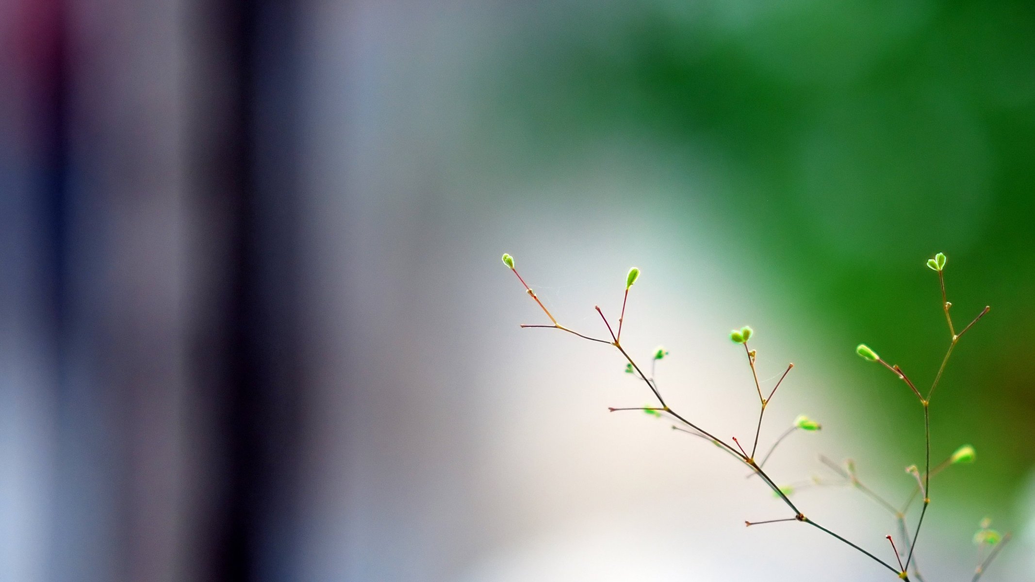 makro minimalismus frühling zweig