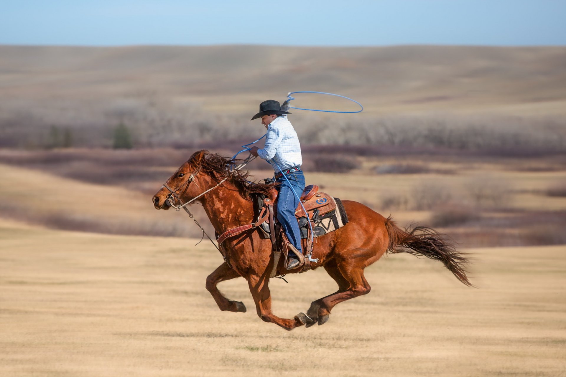 cavi cowboy