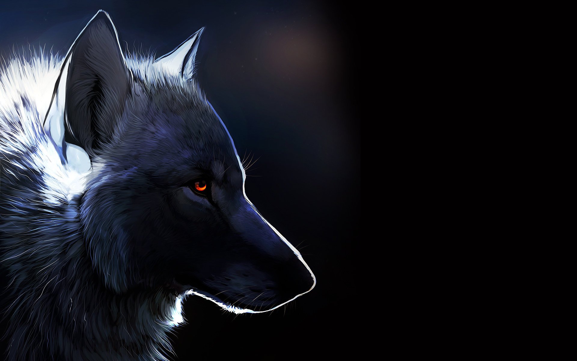 wolf black background amber eye