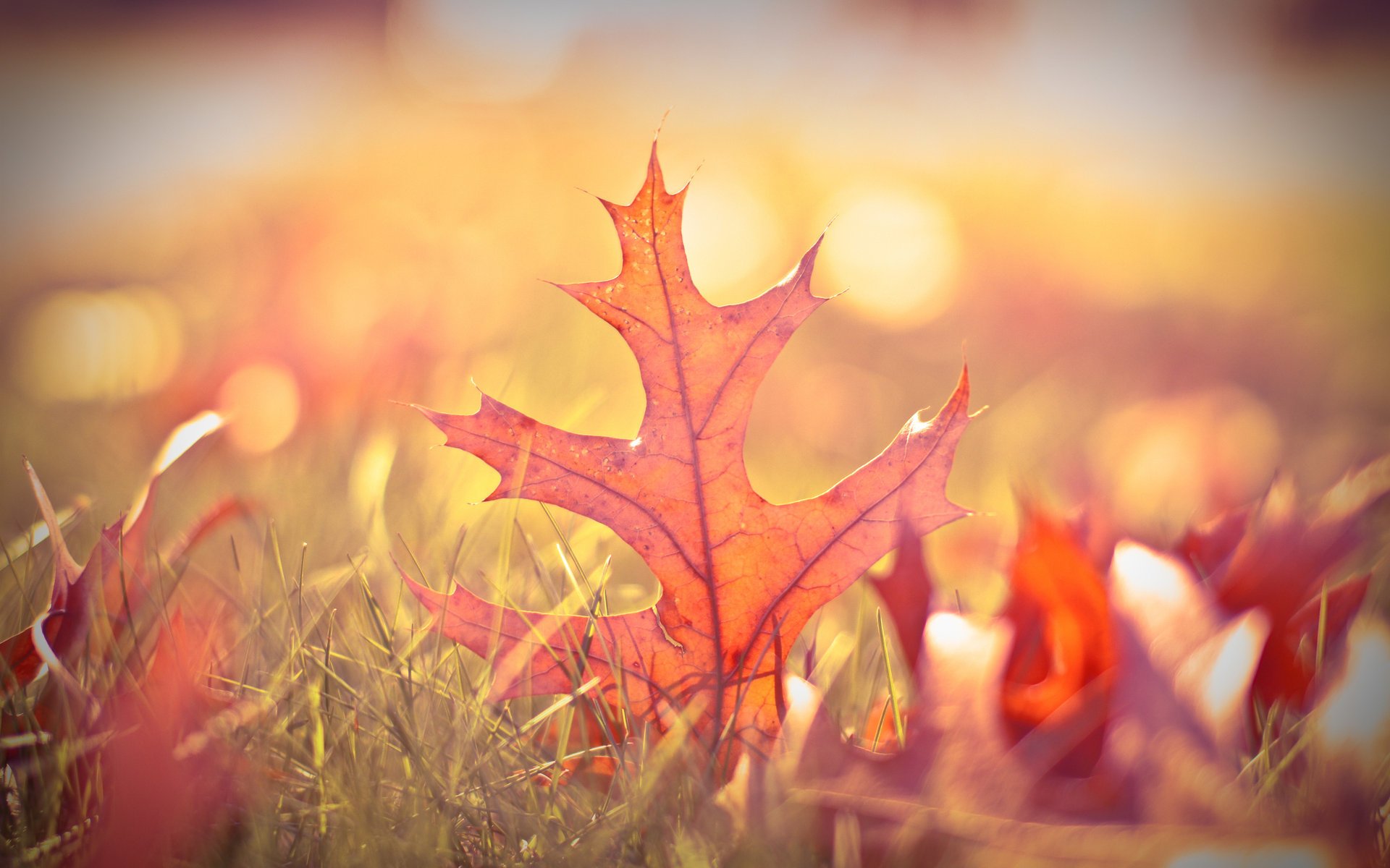 autumn greens grass blur bokeh leave