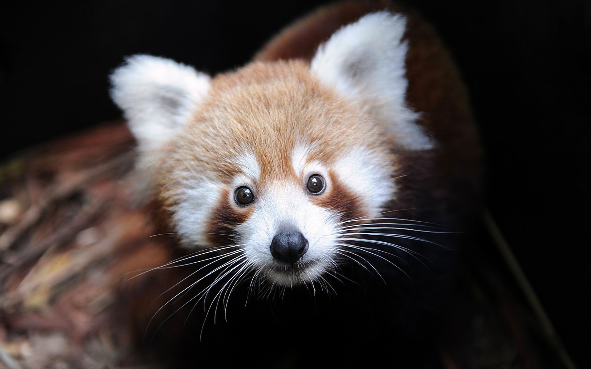 ailurus fulgens firefox mała panda