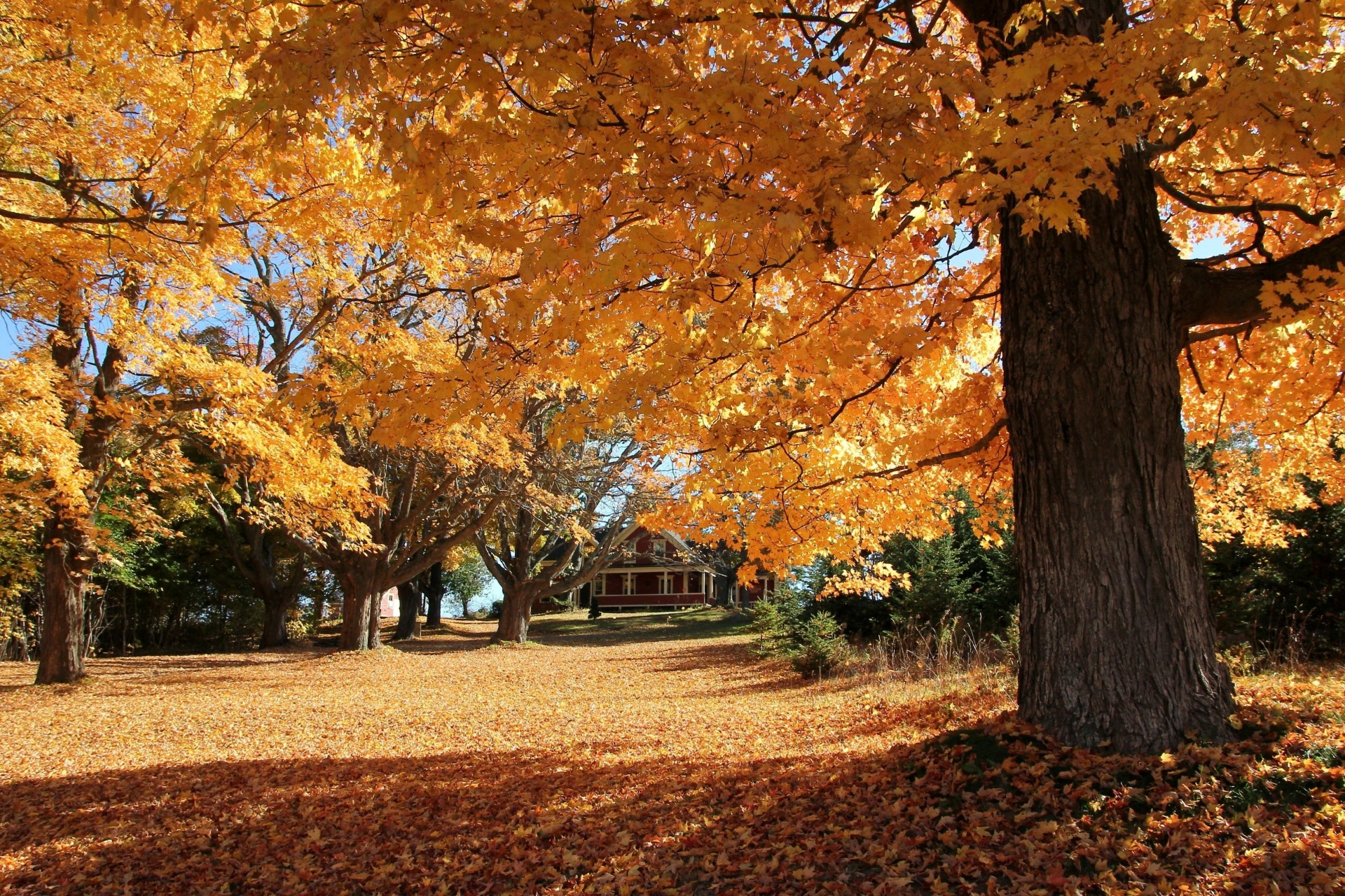 otoño árboles paisaje casa parque