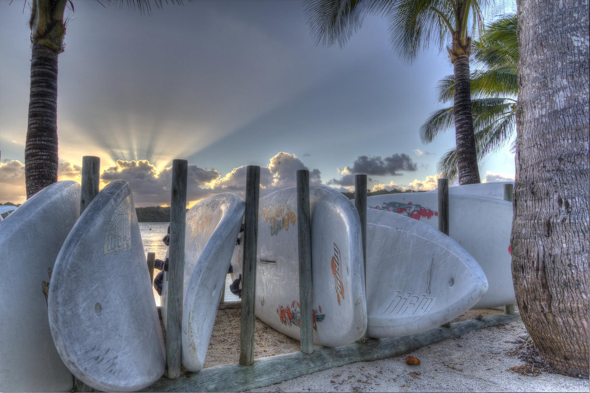 tablas de surf deportes verano playa palmeras