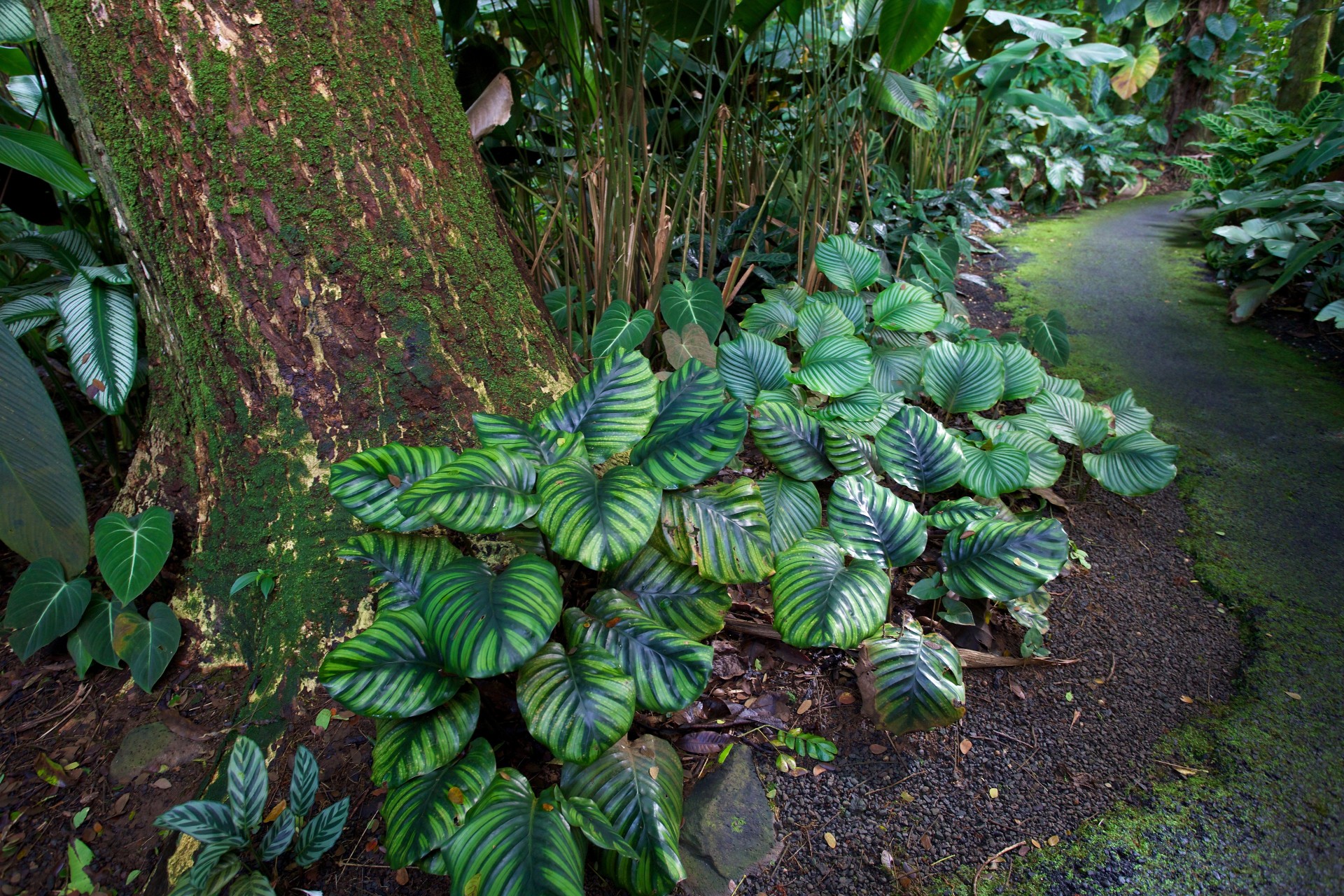 hawaii jardín naturaleza