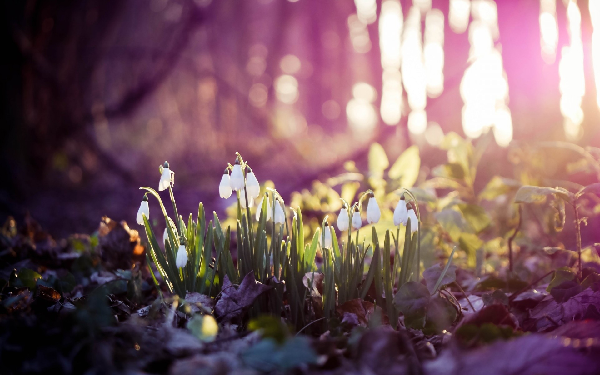 campanillas de invierno primera bosque flores primavera