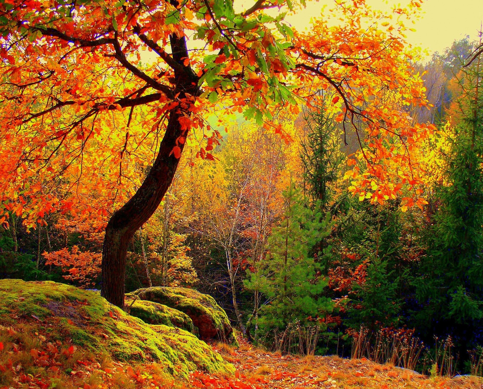 autumn tree landscape forest