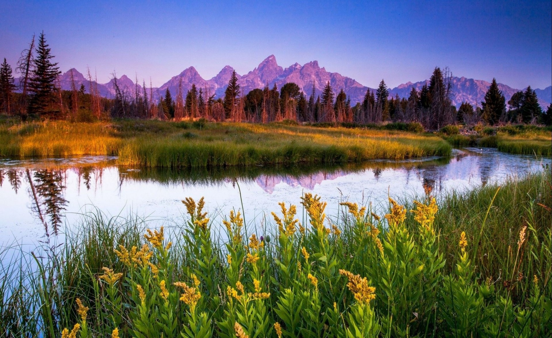 fluss natur gras wald blumen berge