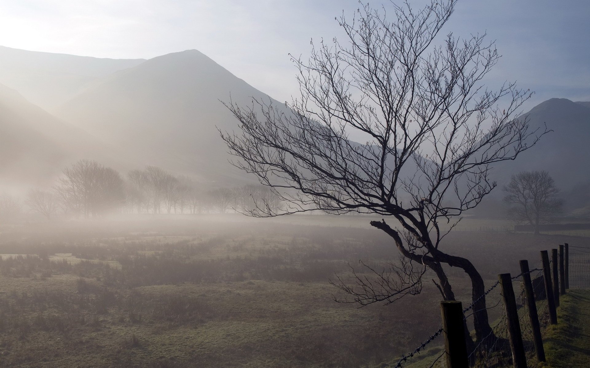 champ arbre nature brouillard clôture matin paysage