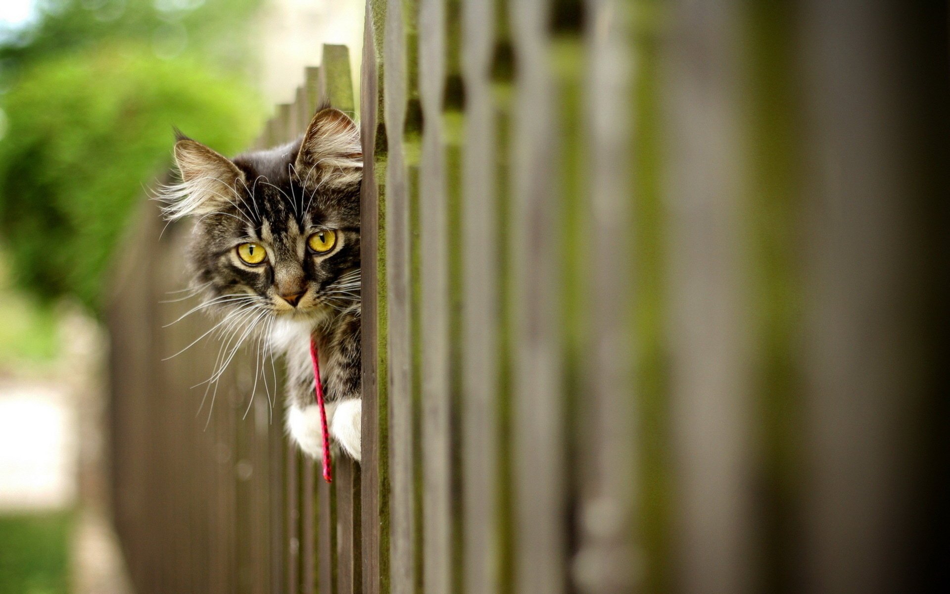 cat the fence background