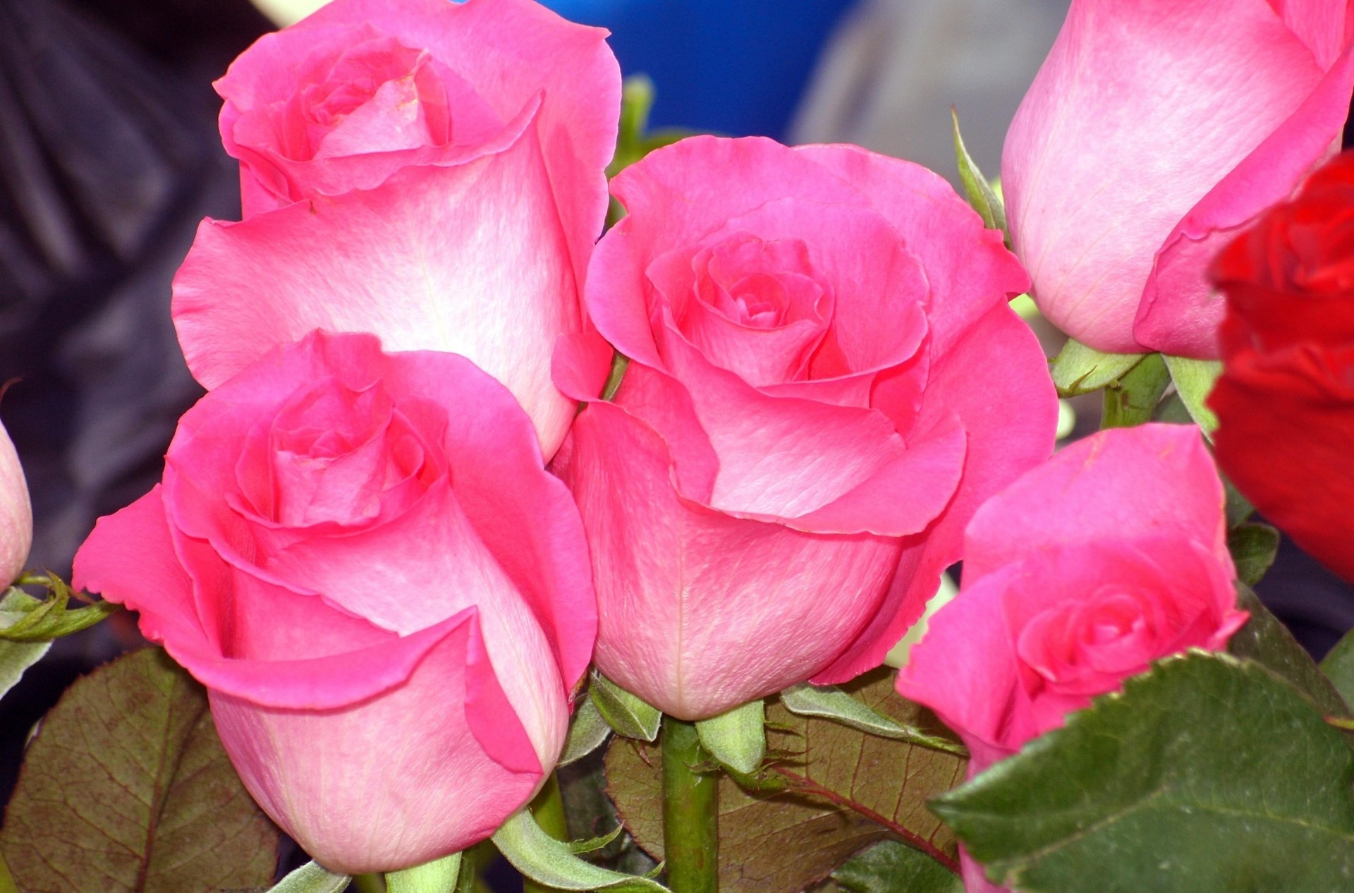 pink bouquet buds close up rose