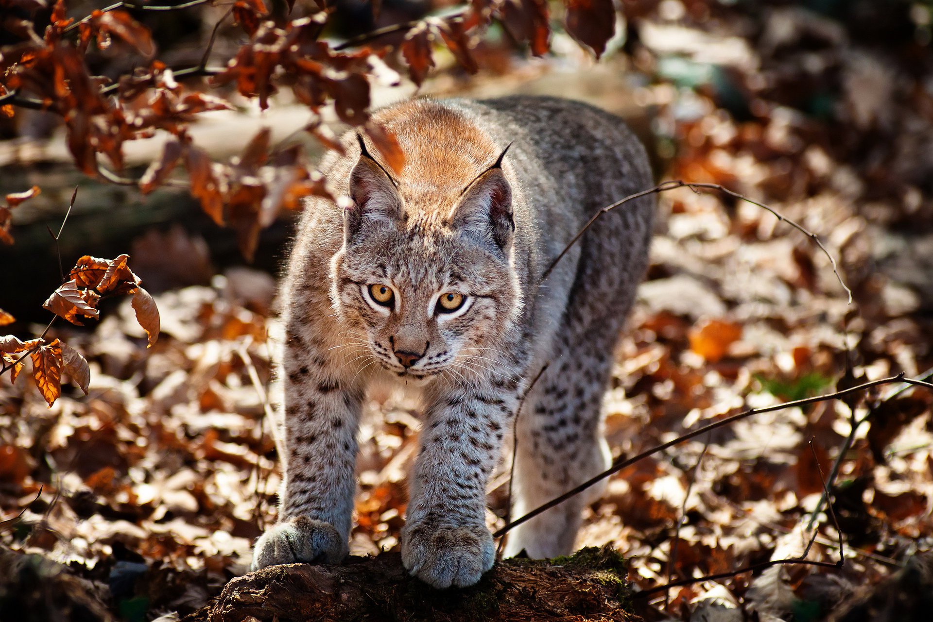 gato follaje otoño lince