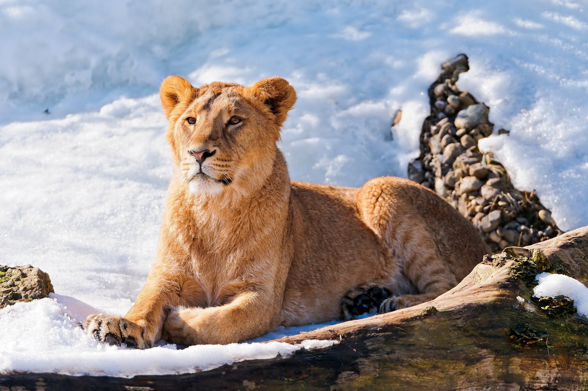 löwe im schnee liegt jung schaut zu