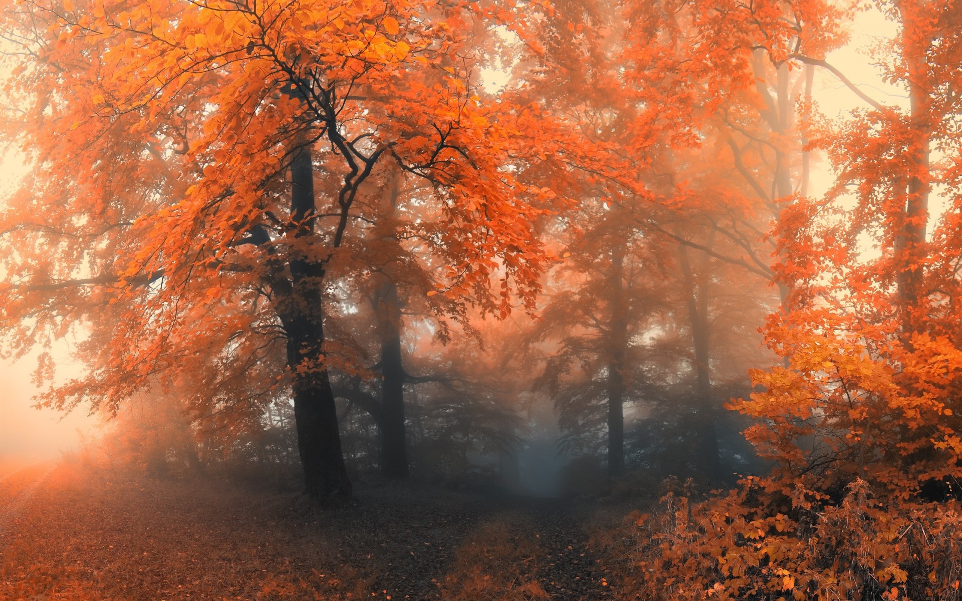 automne arbres brouillard forêt