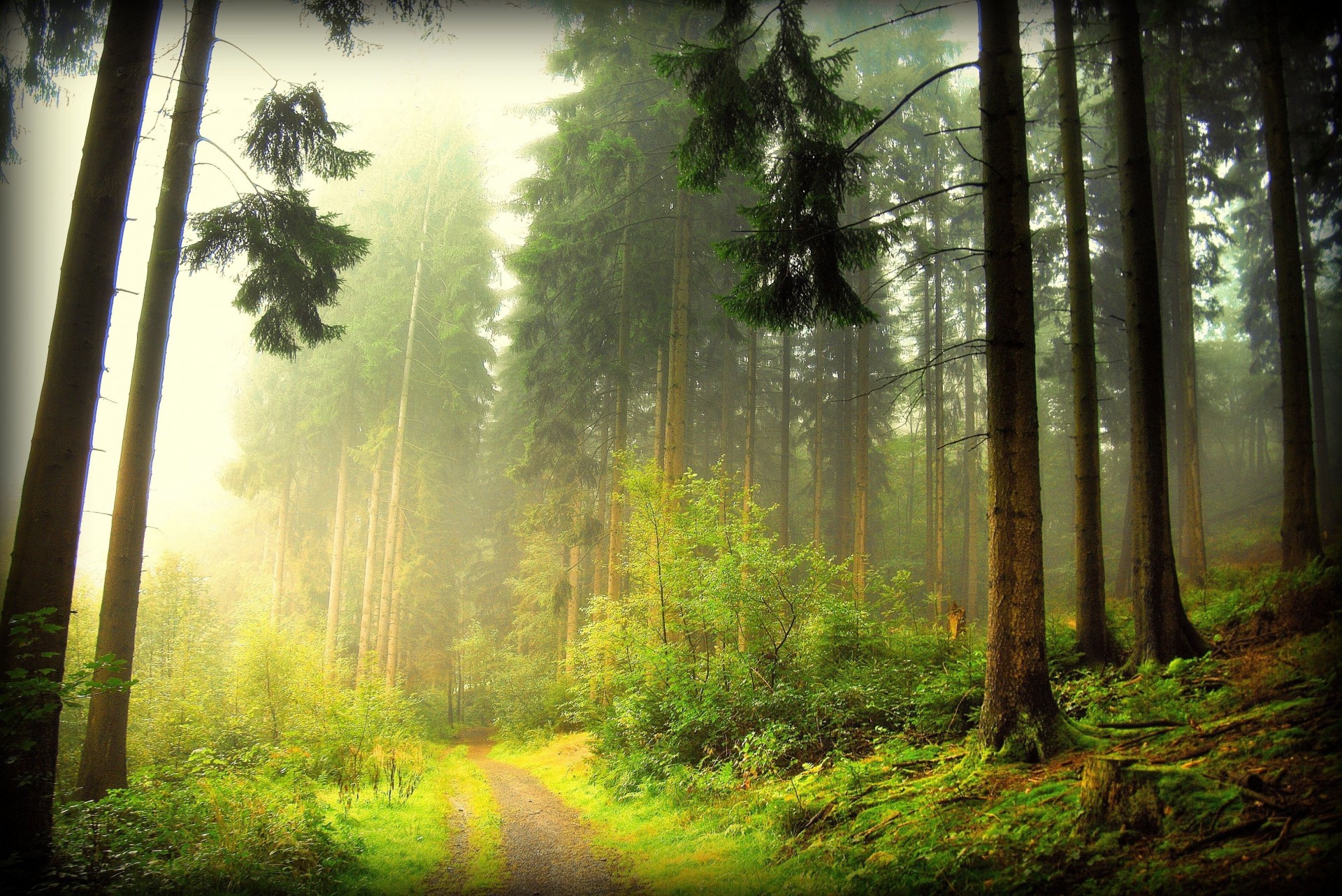 árboles niebla bosque camino naturaleza