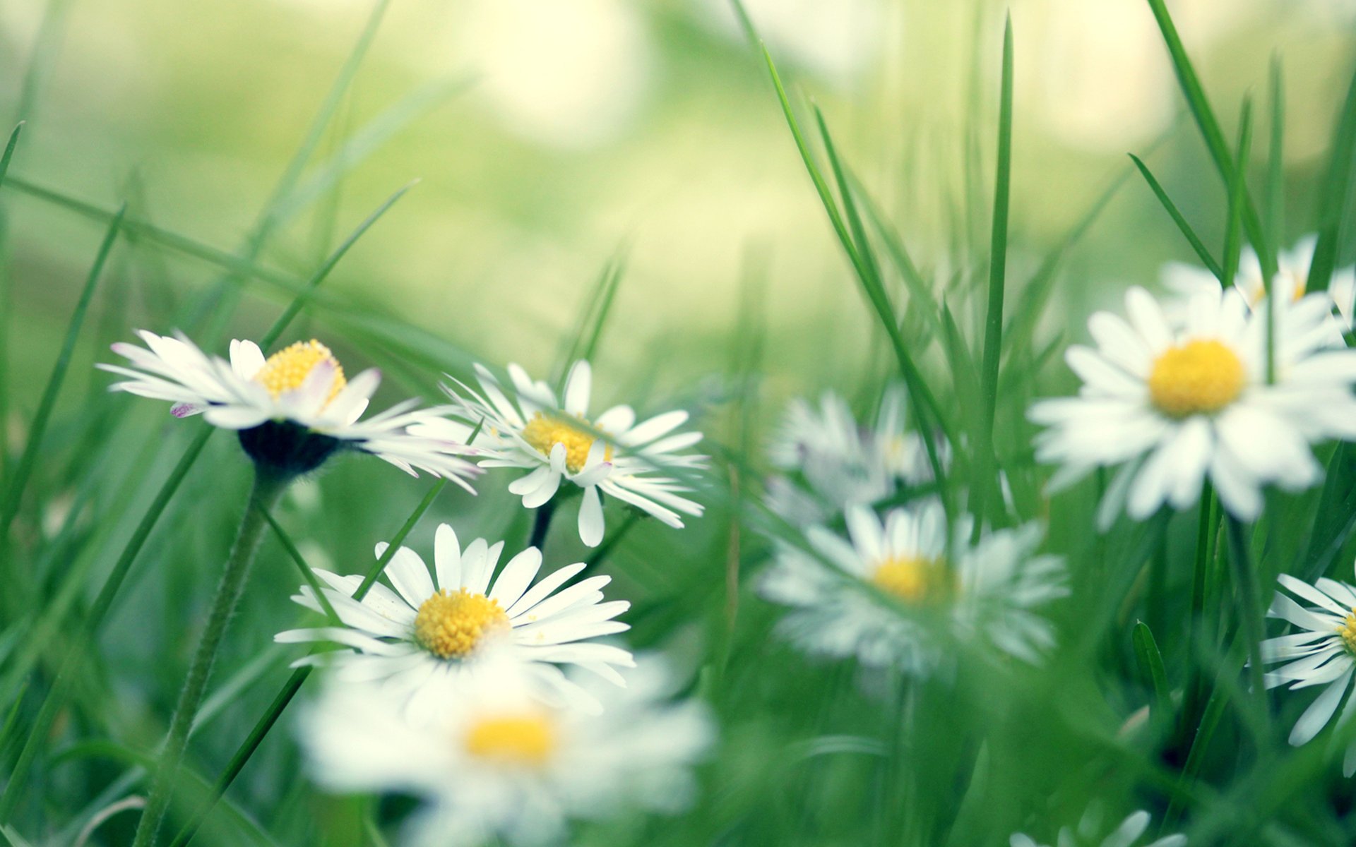 daisies gänseblümchen gras