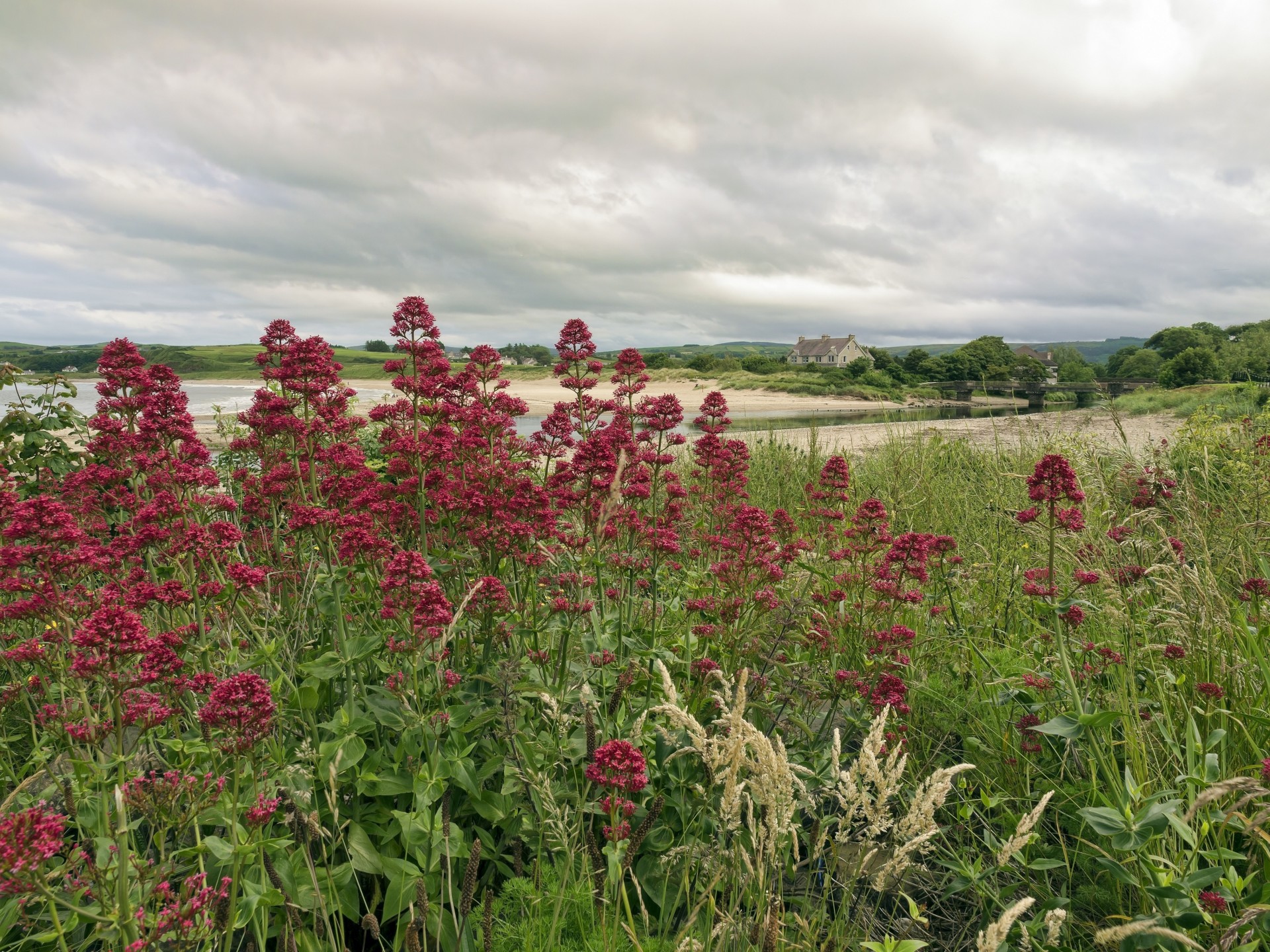 krajobraz natura most trawa dom kwiaty rzeka irlandia północna hrabstwo antrim kurtka