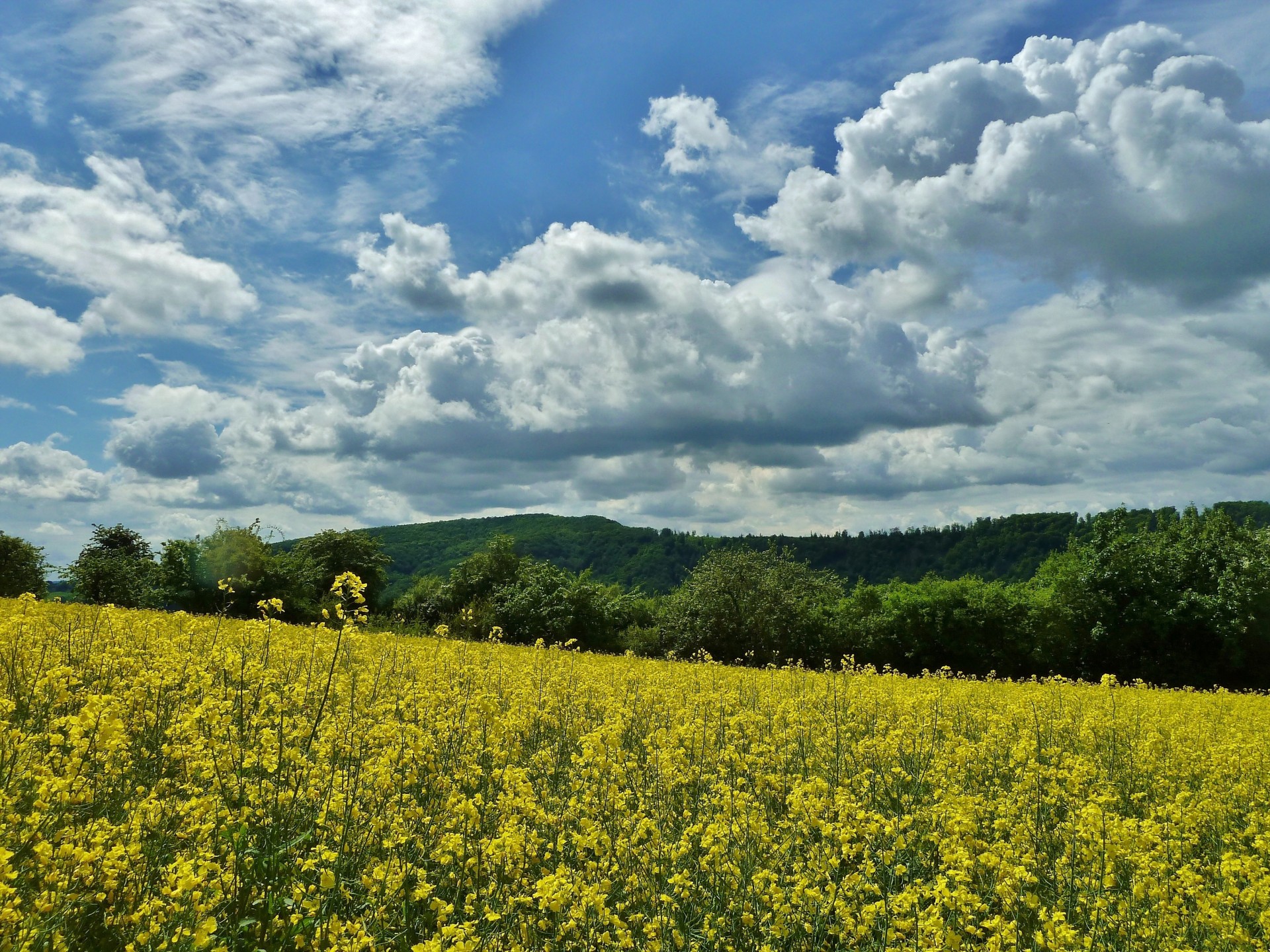 paysage nuages arbres fleurs ciel champ