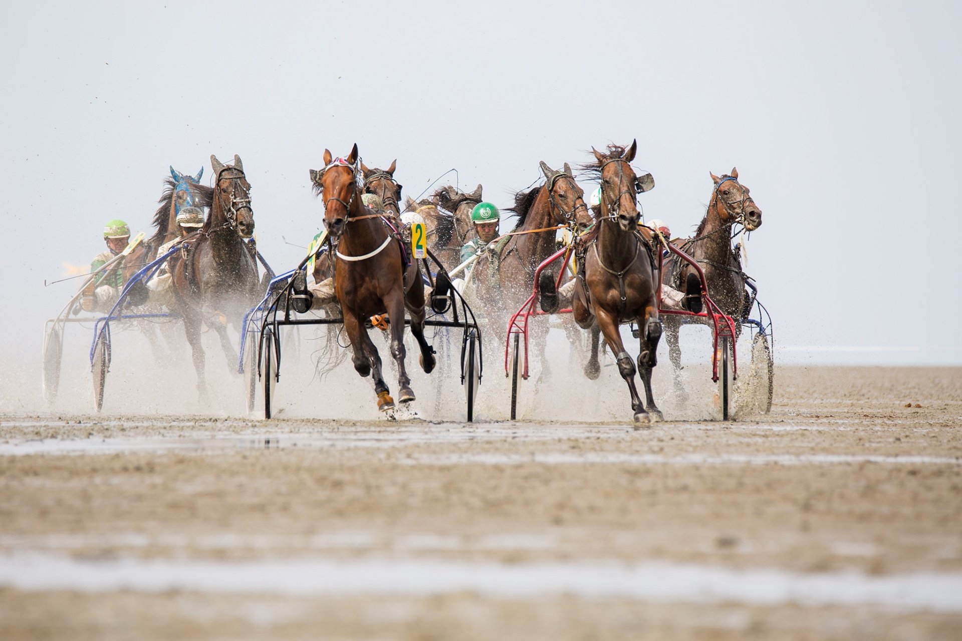 horses race sport