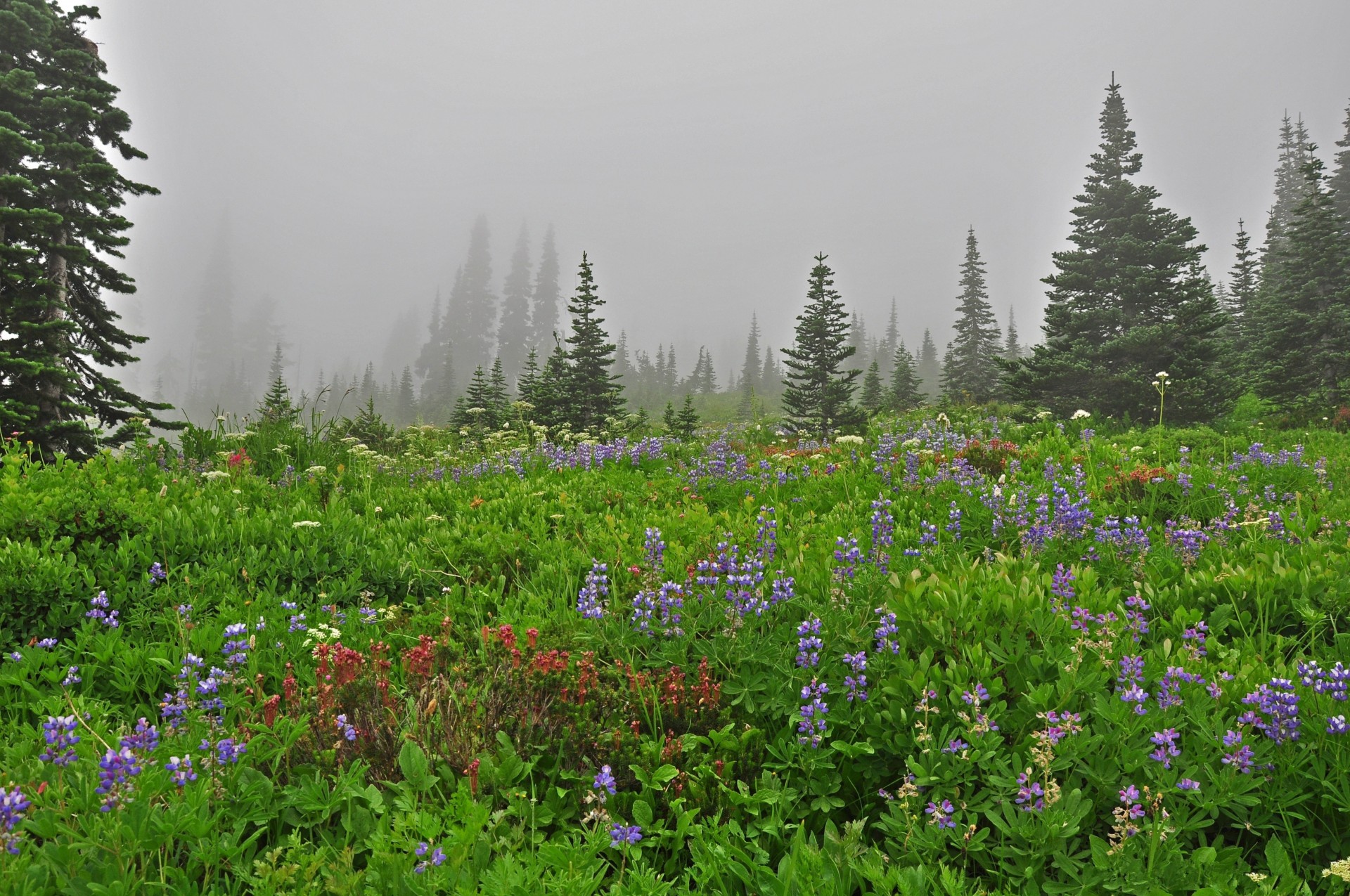 paysage personnes cub nature arbres brouillard fleurs