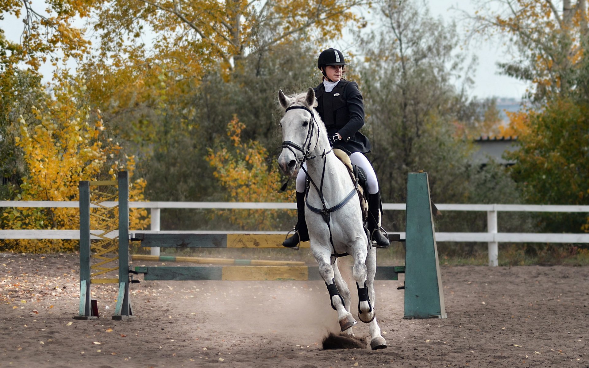 cheval blanc femme équestre