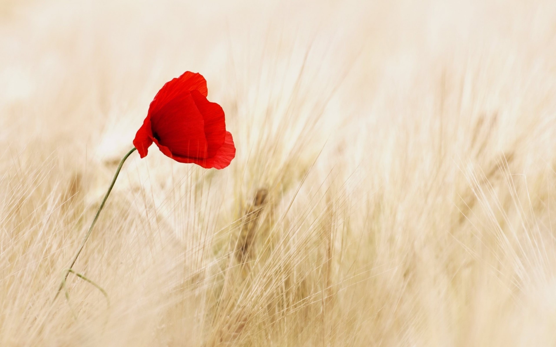 black chokeberry red flower the field poppie