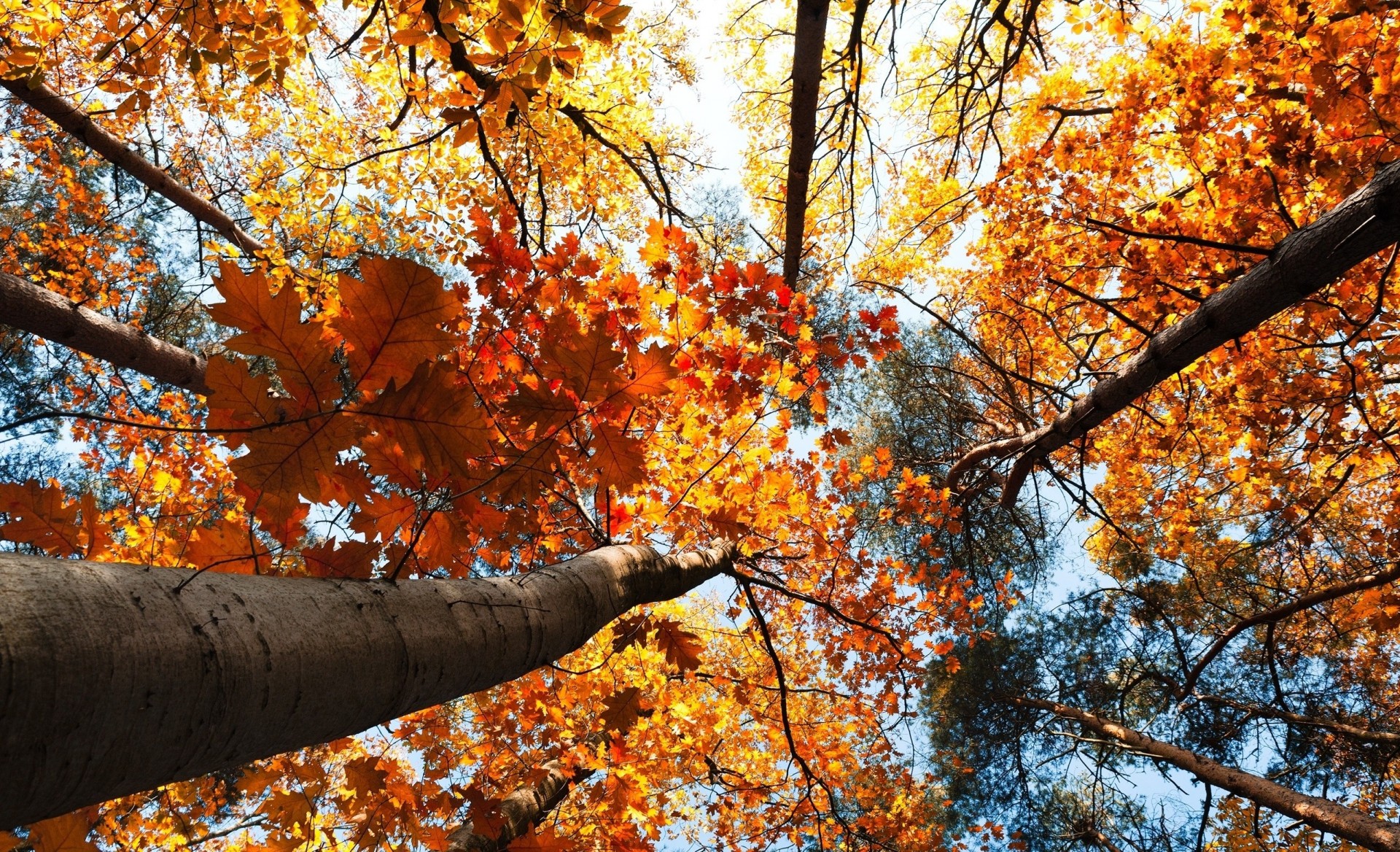 hoja naturaleza árboles bosque foto vertical otoño