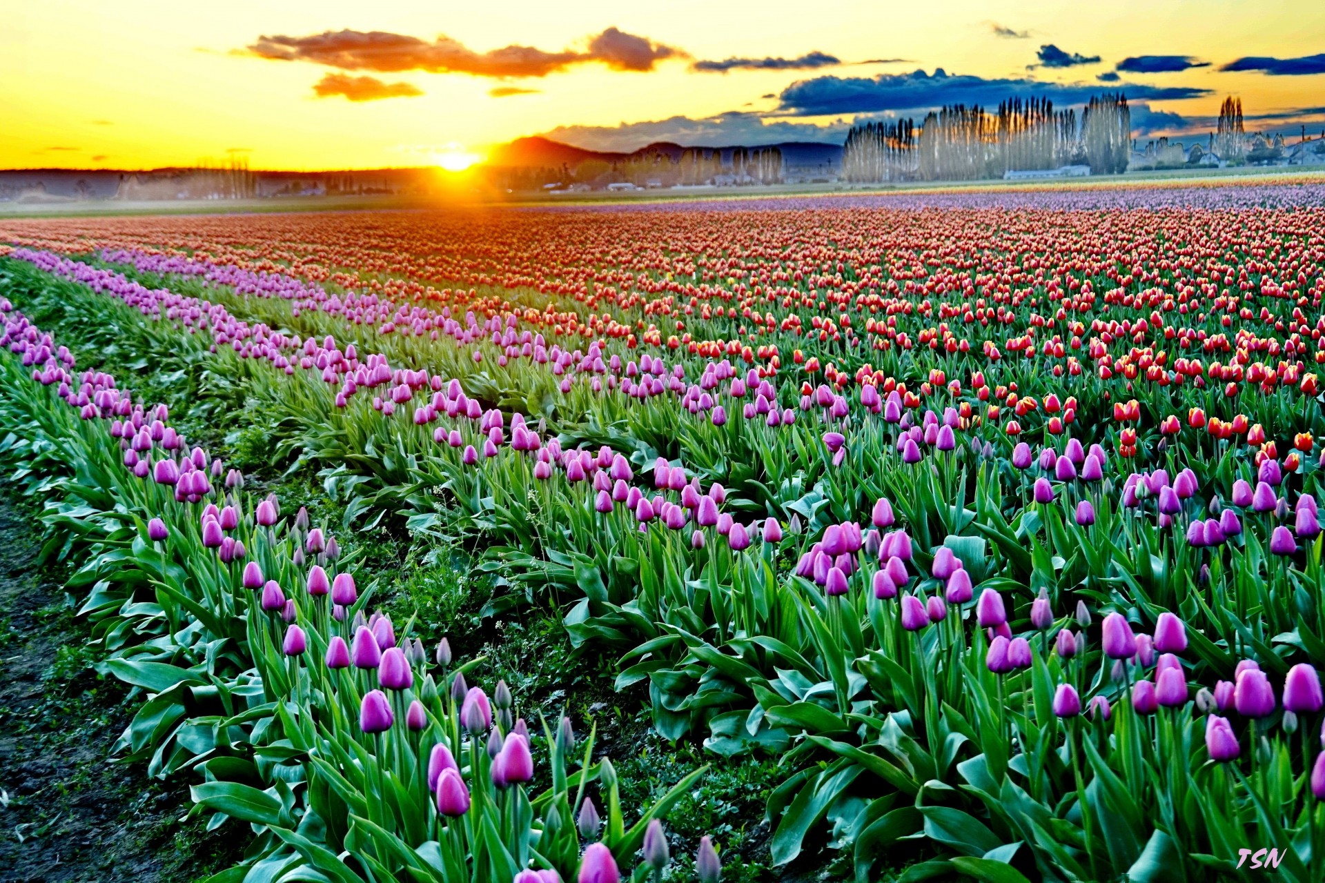 triomphe tulip flower sunset