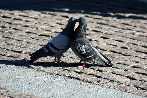 Romaytica amour pigeons dans la nature