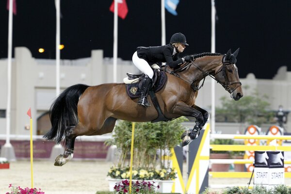 Chocolate stallion with a rider gracefully jumps over the barrier