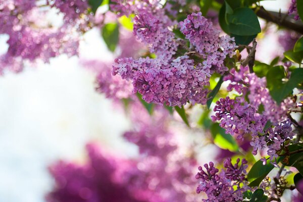 Bel lillà fiorisce a casa