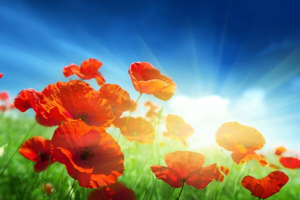 Red poppies on the background of the sun