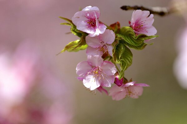 Fiori che sbocciano su un ramo tiro ravvicinato