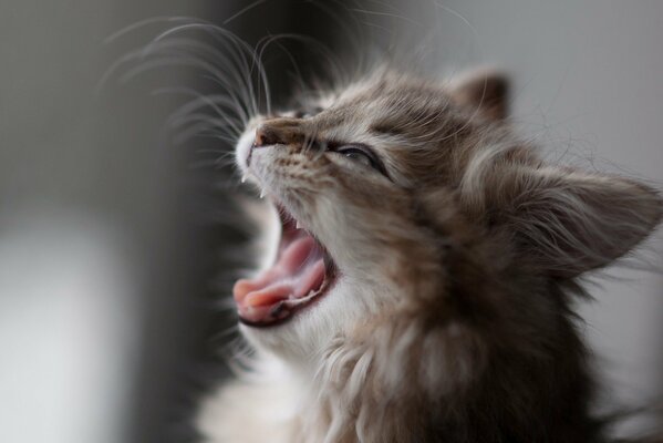 Gatito gris con bigote largo bosteza