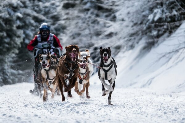 Gara di cani in una giornata invernale gelida