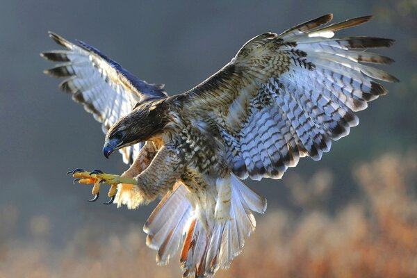 La bellezza della natura di Soko in volo