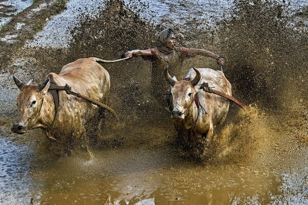 A man with bulls in a mud race