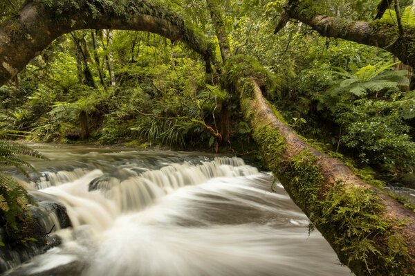 Cascade River in New Zealand