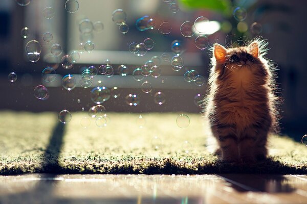 Gato peludo en el fondo de burbujas de jabón