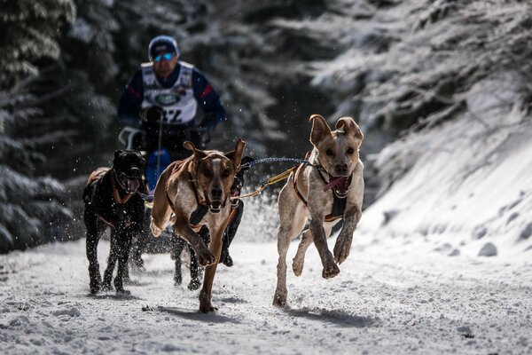 Hundesportart Rennen