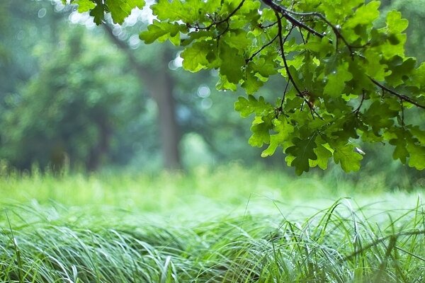 Oak branch over the green grass