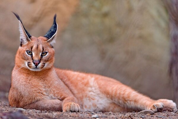 A huge steppe lynx on the ground