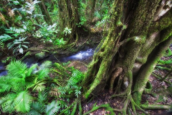 Plantes et arbres intéressants en Australie dans le Queensland