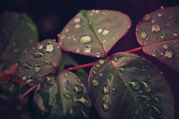 Feuilles après la pluie sous la prise de vue macro